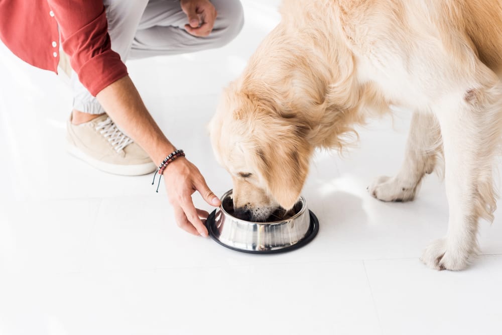 woman's arm feeding a golden retriever dog a bowl of food