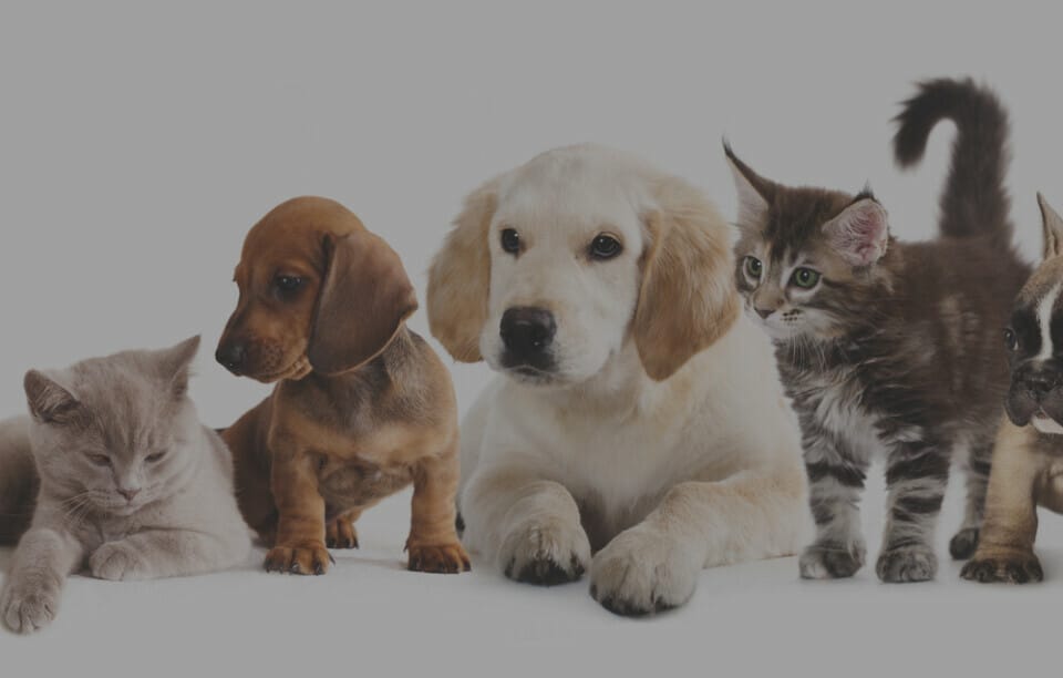 photos of multiple puppies and kittens all in a row