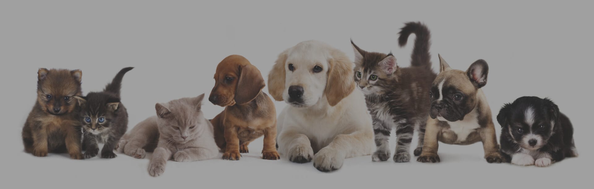 Pet Concierge