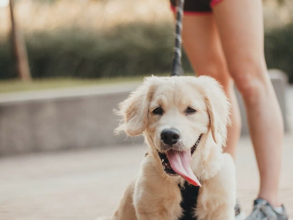 running with a golden retriever puppy