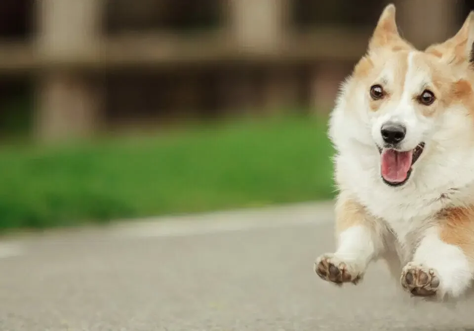 Corgi dog running down a sidewalk